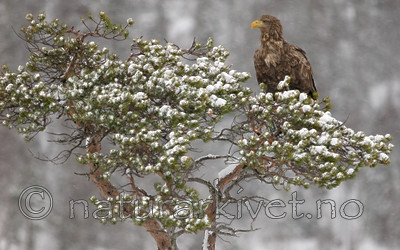 BB 09 0069 / Haliaeetus albicilla / Havørn